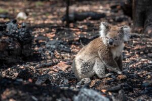 Australia's Wildfire Relief Fund: Where Did the Money Go? 1 Article image: Australia's Wildfire Relief Fund: Where Did the Money Go?